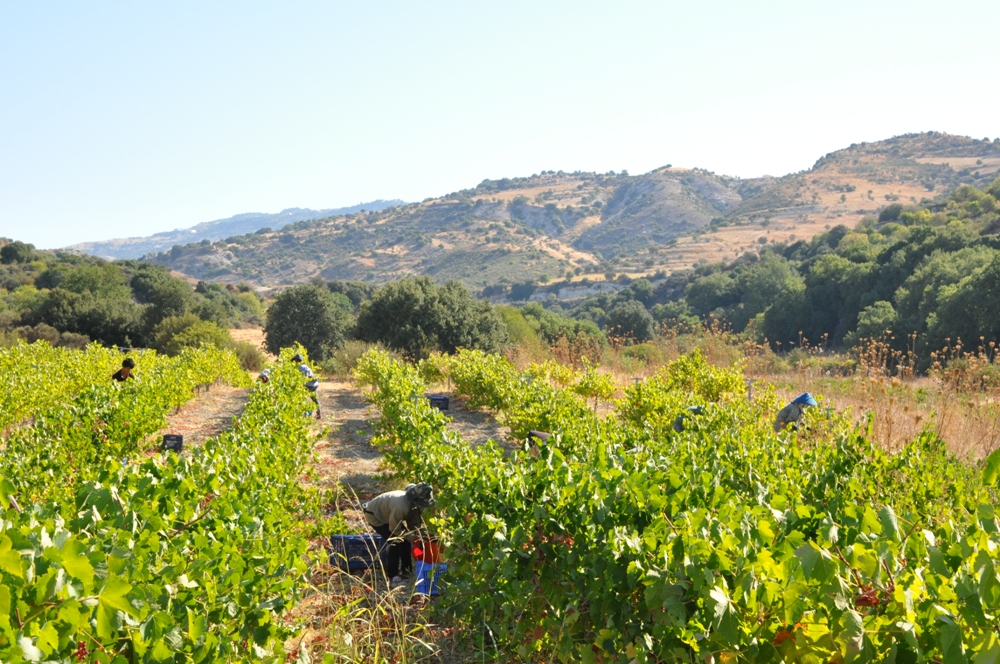 Harvest DSC 0318