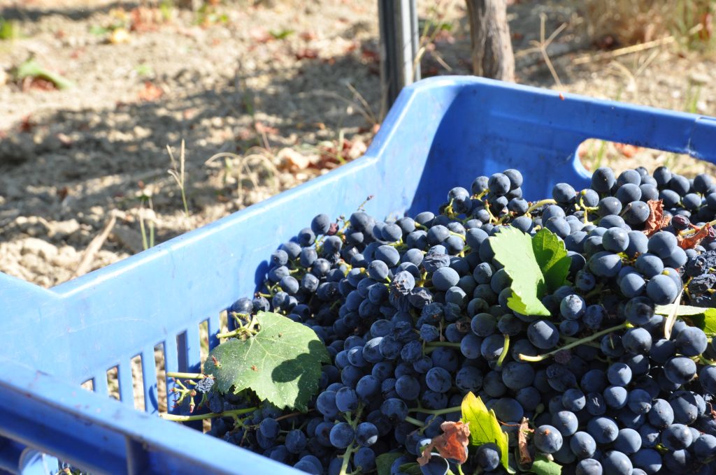 Wine AI in Cyprus: How Smart Technology Is Revolutionising Cypriot Winemaking 3 DSC 0289