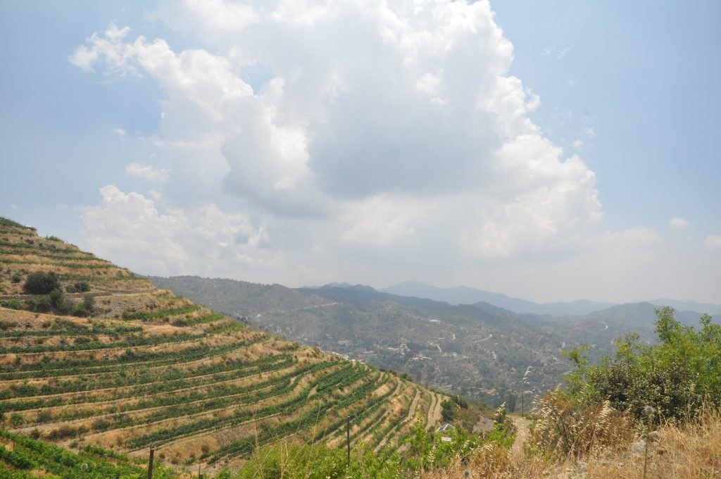 Wine AI in Cyprus: How Smart Technology Is Revolutionising Cypriot Winemaking 2 DSC 0338